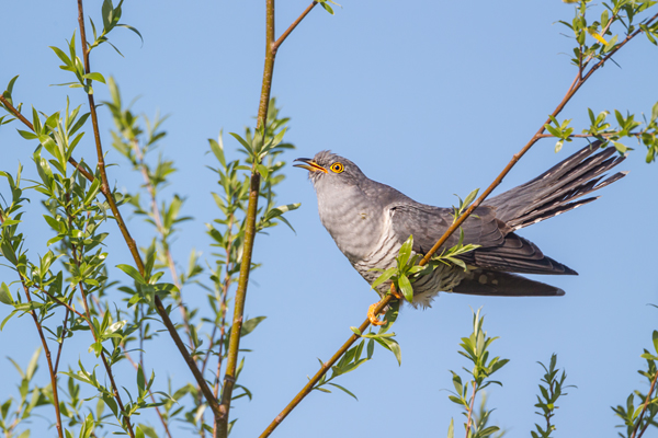 Kuckuck, Cuculus canorus, Cuculidae, Cuculiformes, Cuculus, Wirtsvoegel, Wirtsvogel, Tecihrohrsaenger, Kuckuckskind, Kuckucksei, fehlende Brutpflege, Rohrsaenger, Langstreckenzieher, parasitierte Gelege, Aufgabe, Brutparasitismus, Parasitierungsgrad, Richter-Naturfoto, Sperberung, Jungkuckuck, Kuckuck Kuckuck rufts aus dem Wald, Teichrohrsänger fuettert Kuckuck, Jungkuckuck, Kuckuck 1 Woche nach dem Ausflug 
