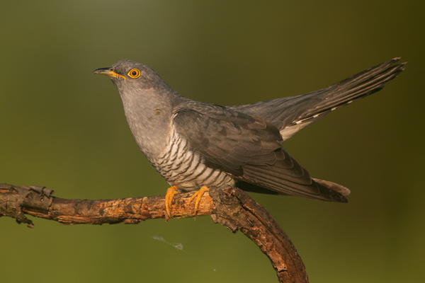 Kuckuck, Cuculus canorus, Cuculidae, Cuculiformes, Cuculus, Wirtsvoegel, Wirtsvogel, Tecihrohrsaenger, Kuckuckskind, Kuckucksei, fehlende Brutpflege, Rohrsaenger, Langstreckenzieher, parasitierte Gelege, Aufgabe, Brutparasitismus, Parasitierungsgrad, Richter-Naturfoto, Sperberung, Jungkuckuck, Kuckuck Kuckuck rufts aus dem Wald, Teichrohrsänger fuettert Kuckuck, Jungkuckuck, Kuckuck 1 Woche nach dem Ausflug 
