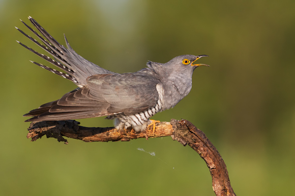 Kuckuck, Cuculus canorus, Cuculidae, Cuculiformes, Cuculus, Wirtsvoegel, Wirtsvogel, Tecihrohrsaenger, Kuckuckskind, Kuckucksei, fehlende Brutpflege, Rohrsaenger, Langstreckenzieher, parasitierte Gelege, Aufgabe, Brutparasitismus, Parasitierungsgrad, Richter-Naturfoto, Sperberung, Jungkuckuck, Kuckuck Kuckuck rufts aus dem Wald, Teichrohrsänger fuettert Kuckuck, Jungkuckuck, Kuckuck 1 Woche nach dem Ausflug 
