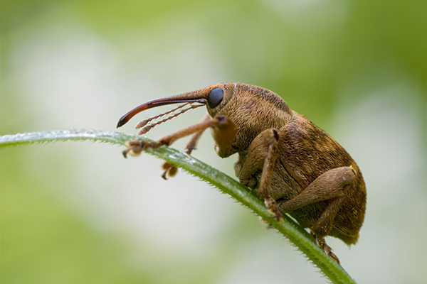 Eichelbohrer - Curculio glandium
