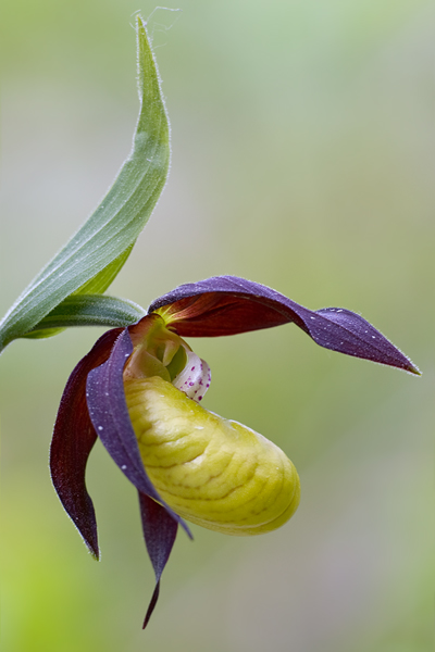 Gelber Frauenschuh - Cypripedium calceolus