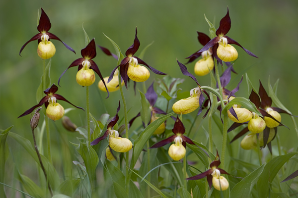 Gelber Frauenschuh - Cypripedium calceolus
