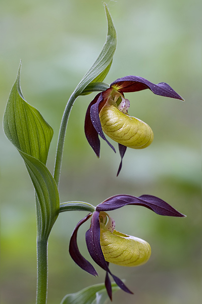 Gelber Frauenschuh - Cypripedium calceolus