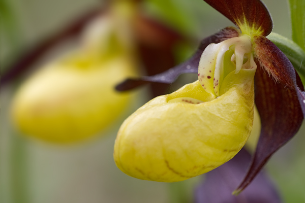 Gelber Frauenschuh - Cypripedium calceolus