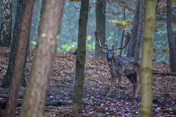 Damwild, Damhirsch - Dama dama,  Cervinae, Wiederkaeuer, Cervidae,  Echte Hirsche, Damwildbrunft, Brunft, Schaufler, Spießer, Knipser, Ruminantia, Damkuh