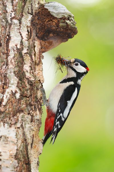 Buntspecht - Dendrocopos major, Specht, Spechte, Muldental, Sachsen, Grimma, Maennchen, Buntspecht fuettert, Buntspechtweibchen, Junge Buntspechte, Buntspecht an der Brutroehre, Echte Spechte