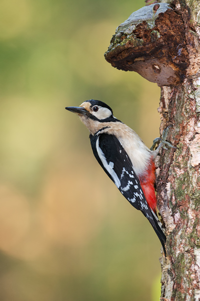 Buntspecht - Dendrocopos major, Specht, Spechte, Muldental, Sachsen, Grimma, Maennchen, Buntspecht fuettert, Buntspechtweibchen, Junge Buntspechte, Buntspecht an der Brutroehre, Echte Spechte