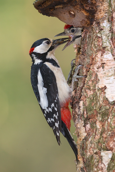 Buntspecht - Dendrocopos major, Specht, Spechte, Muldental, Sachsen, Grimma, Maennchen, Buntspecht fuettert, Buntspechtweibchen, Junge Buntspechte, Buntspecht an der Brutroehre, Echte Spechte