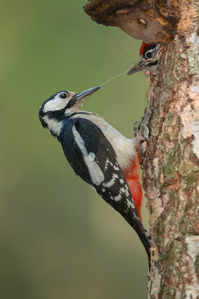 Buntspecht - Dendrocopos major, Specht, Spechte, Muldental, Sachsen, Grimma, Maennchen, Buntspecht fuettert, Buntspechtweibchen, Junge Buntspechte, Buntspecht an der Brutroehre, Echte Spechte