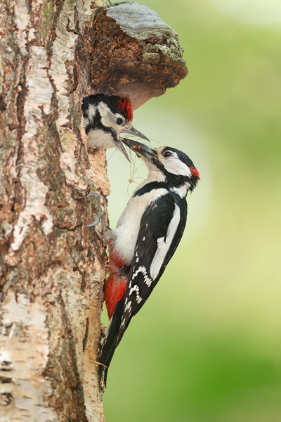 Buntspecht - Dendrocopos major, Specht, Spechte, Muldental, Sachsen, Grimma, Maennchen, Buntspecht fuettert, Buntspechtweibchen, Junge Buntspechte, Buntspecht an der Brutroehre, Echte Spechte