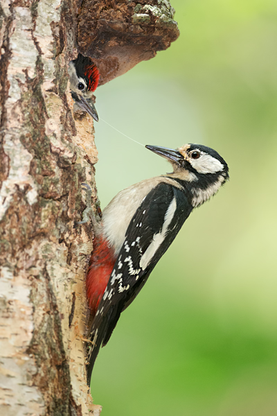 Buntspecht - Dendrocopos major, Specht, Spechte, Muldental, Sachsen, Grimma, Maennchen, Buntspecht fuettert, Buntspechtweibchen, Junge Buntspechte, Buntspecht an der Brutroehre, Echte Spechte