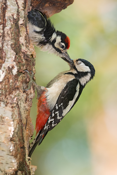 Buntspecht - Dendrocopos major, Specht, Spechte, Muldental, Sachsen, Grimma, Maennchen, Buntspecht fuettert, Buntspechtweibchen, Junge Buntspechte, Buntspecht an der Brutroehre, Echte Spechte
