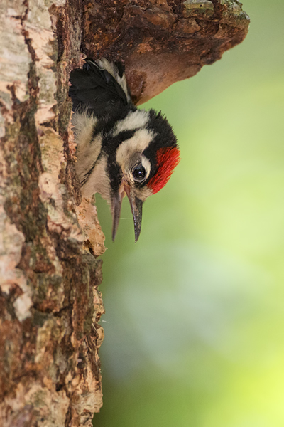Buntspecht - Dendrocopos major, Specht, Spechte, Muldental, Sachsen, Grimma, Maennchen, Buntspecht fuettert, Buntspechtweibchen, Junge Buntspechte, Buntspecht an der Brutroehre, Echte Spechte