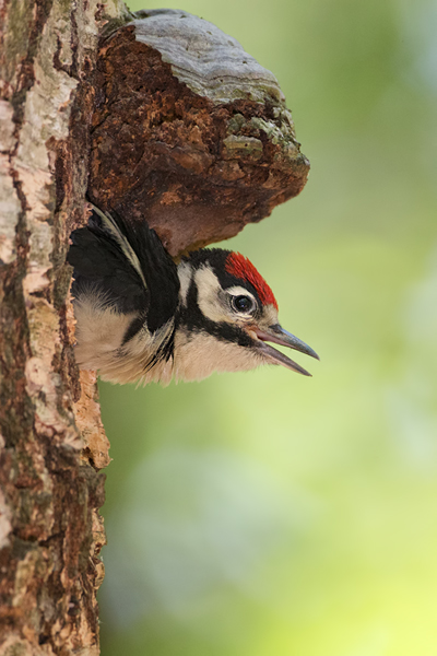 Buntspecht - Dendrocopos major, Specht, Spechte, Muldental, Sachsen, Grimma, Maennchen, Buntspecht fuettert, Buntspechtweibchen, Junge Buntspechte, Buntspecht an der Brutroehre, Echte Spechte
