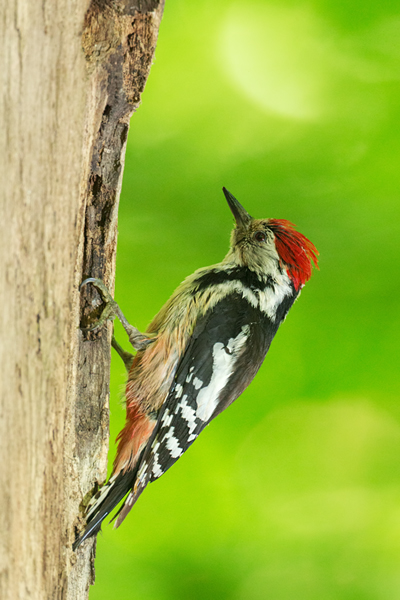 Mittelspecht - Leiopicus medius, Dendrocopos medius - Muldental Sachsen, Jungvogel, Fütterung, Spechthoehle
