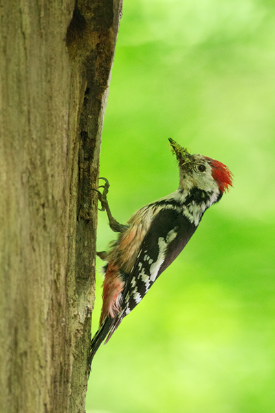 Mittelspecht - Leiopicus medius, Dendrocopos medius - Muldental Sachsen, Jungvogel, Fütterung, Spechthoehle