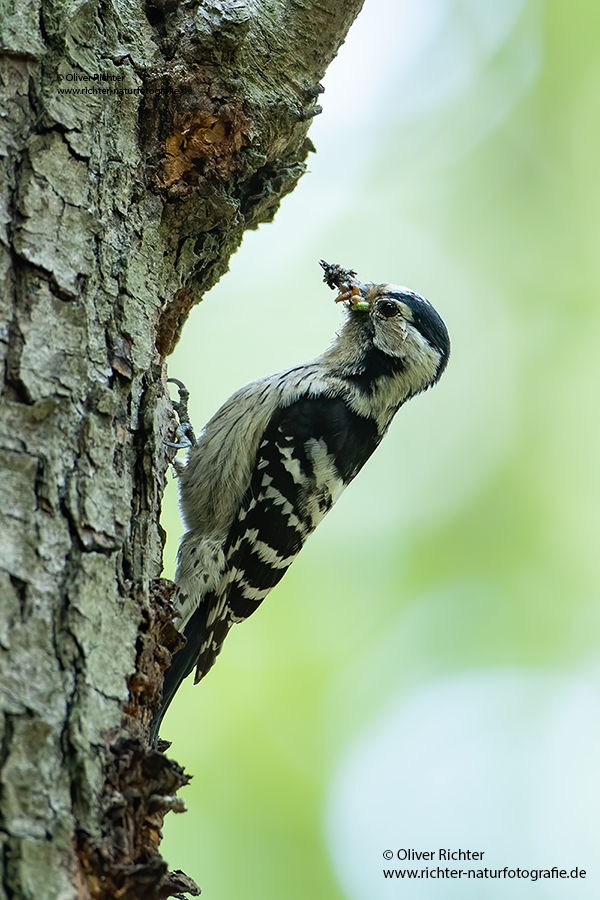 Kleinspecht - Dendrocopos minor Maennchen Spechte in Sachsen Sachsen Auwald