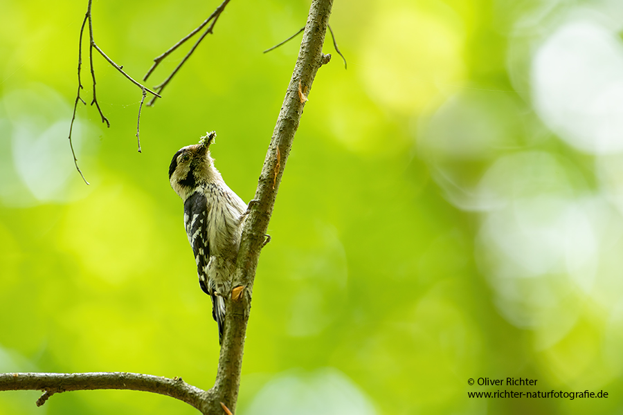 Kleinspecht - Dendrocopos minor Maennchen Spechte in Sachsen Sachsen Auwald