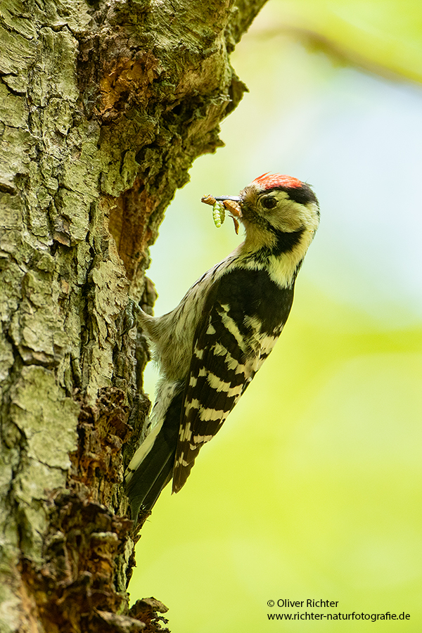 Kleinspecht - Dendrocopos minor Maennchen Spechte in Sachsen Sachsen Auwald