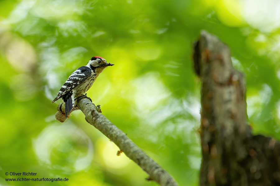 Kleinspecht - Dendrocopos minor Maennchen Spechte in Sachsen Sachsen Auwald