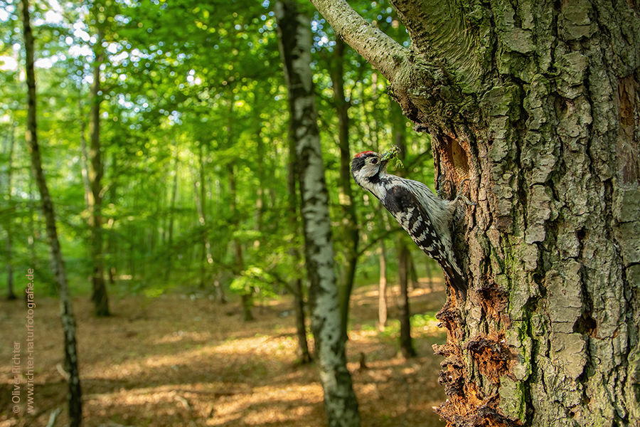 Kleinspecht - Dendrocopos minor Maennchen Spechte in Sachsen Sachsen Auwald