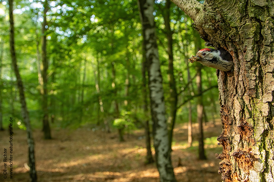 Kleinspecht - Dendrocopos minor Maennchen Spechte in Sachsen Sachsen Auwald
