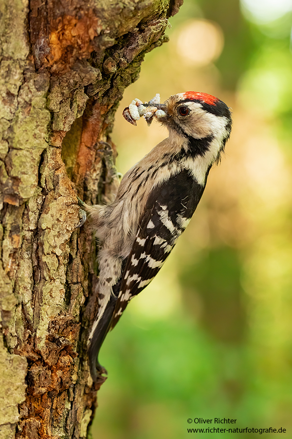 Kleinspecht - Dendrocopos minor Maennchen Spechte in Sachsen Sachsen Auwald