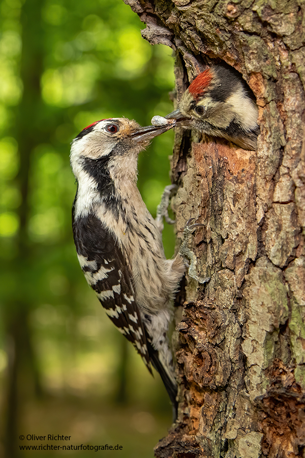Kleinspecht - Dendrocopos minor Maennchen Spechte in Sachsen Sachsen Auwald