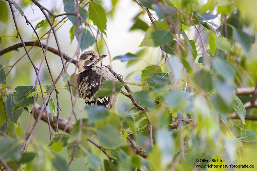 Kleinspecht - Dendrocopos minor Maennchen Spechte in Sachsen Sachsen Auwald