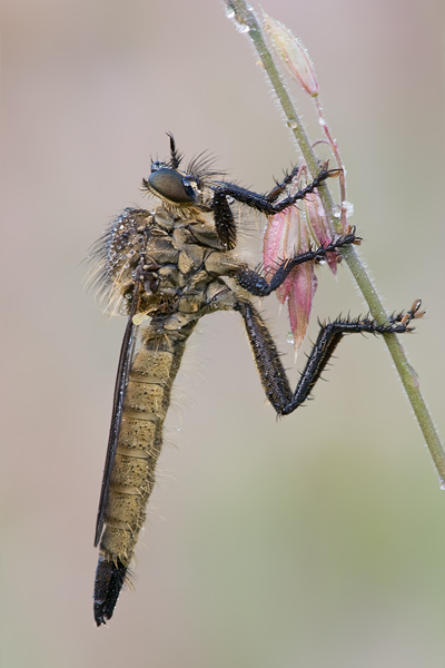 Berg-Raubfliege  - Didysmachus picipes