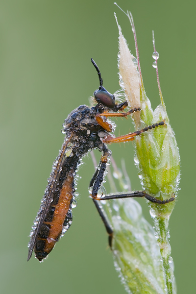 Höcker-Habichtsfliege - Dioctria rufipes 
