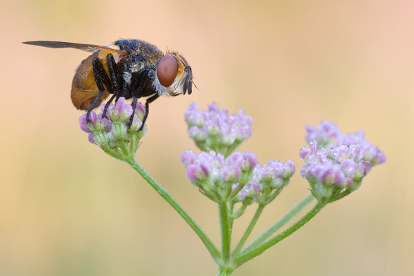 Raupenfliege - Diptera