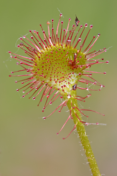 Rundblaettriger Sonnentau - Drosera rotundifolia