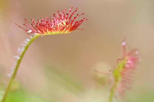 Rundblaettriger Sonnentau - Drosera rotundifolia
