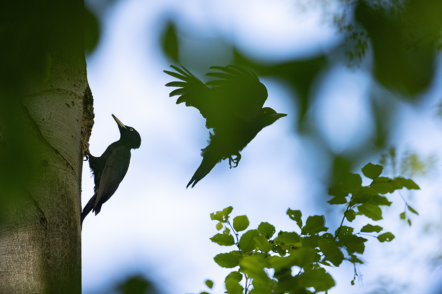 Schwarzspecht, Maennchen, Weibchen, Weibchen füttert Jungvoegel, Maennchen füttert Jungvoegel, Schwarzspechthahn fuettert Jungvoegel, Vogel, Spechte, Dryocopus martius, Echte Spechte, Dryocopus, Jungvogel, Jungvoegel, Schwarzspechthoehle, Rotbuche, Rotbuchen, Muldental, Sachsen, Grimma,Dryocopus martius