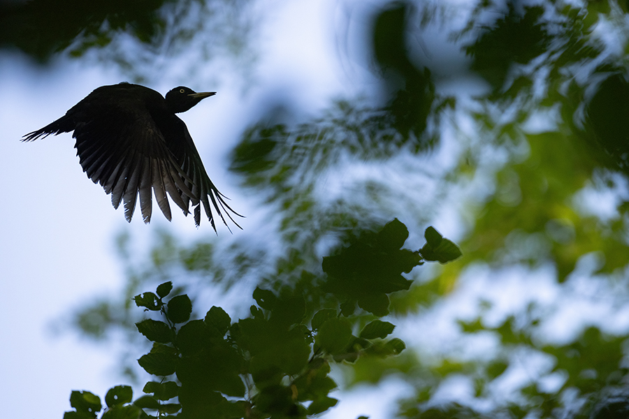 Schwarzspecht, Maennchen, Weibchen, Weibchen füttert Jungvoegel, Maennchen füttert Jungvoegel, Schwarzspechthahn fuettert Jungvoegel, Vogel, Spechte, Dryocopus martius, Echte Spechte, Dryocopus, Jungvogel, Jungvoegel, Schwarzspechthoehle, Rotbuche, Rotbuchen, Muldental, Sachsen, Grimma,Dryocopus martius