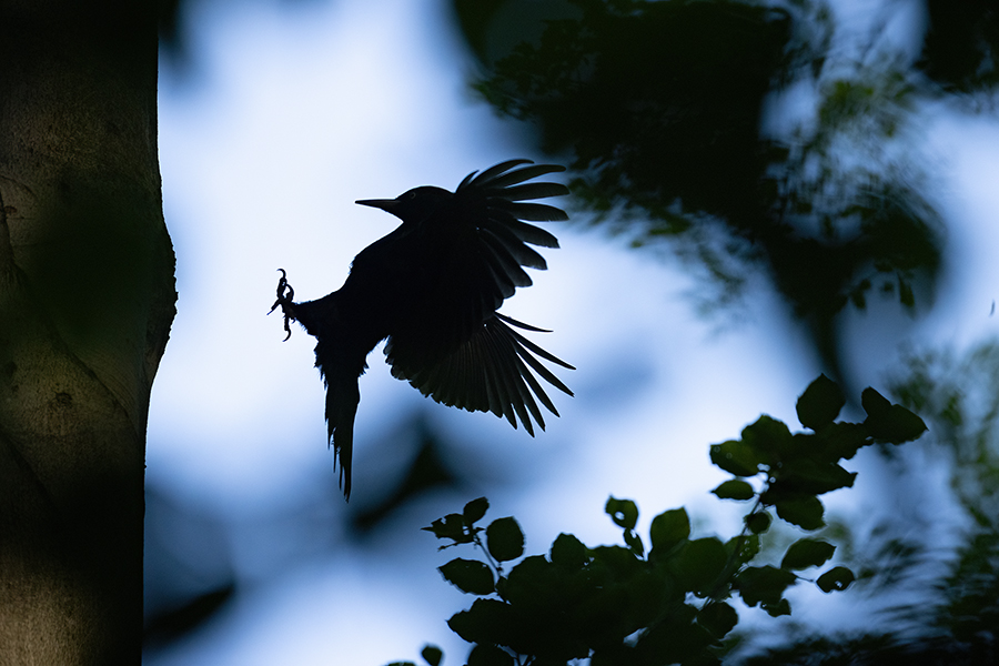 Schwarzspecht, Maennchen, Weibchen, Weibchen füttert Jungvoegel, Maennchen füttert Jungvoegel, Schwarzspechthahn fuettert Jungvoegel, Vogel, Spechte, Dryocopus martius, Echte Spechte, Dryocopus, Jungvogel, Jungvoegel, Schwarzspechthoehle, Rotbuche, Rotbuchen, Muldental, Sachsen, Grimma,Dryocopus martius