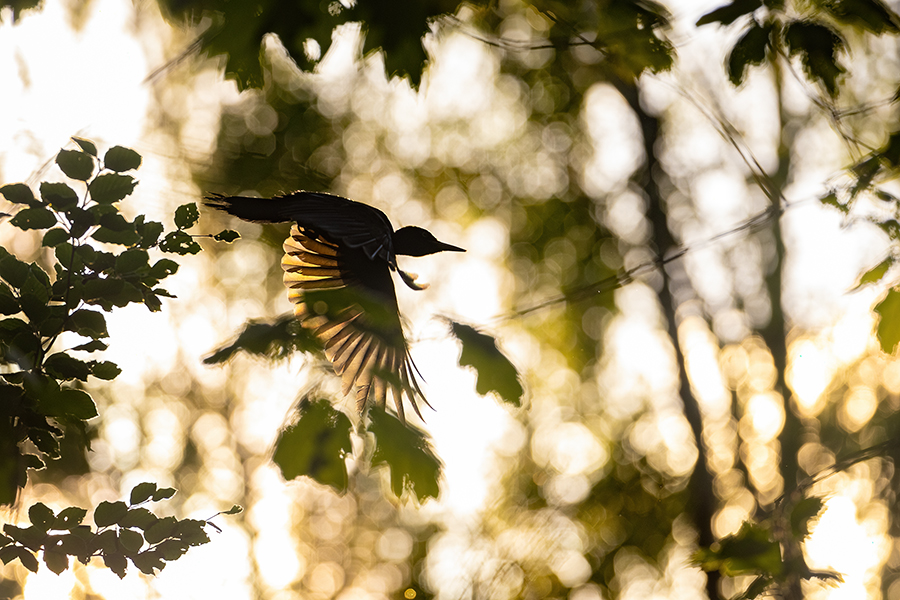 Schwarzspecht, Maennchen, Weibchen, Weibchen füttert Jungvoegel, Maennchen füttert Jungvoegel, Schwarzspechthahn fuettert Jungvoegel, Vogel, Spechte, Dryocopus martius, Echte Spechte, Dryocopus, Jungvogel, Jungvoegel, Schwarzspechthoehle, Rotbuche, Rotbuchen, Muldental, Sachsen, Grimma,Dryocopus martius