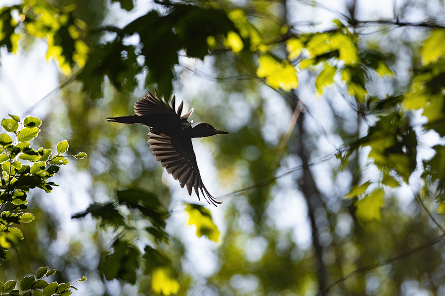 Schwarzspecht, Maennchen, Weibchen, Weibchen füttert Jungvoegel, Maennchen füttert Jungvoegel, Schwarzspechthahn fuettert Jungvoegel, Vogel, Spechte, Dryocopus martius, Echte Spechte, Dryocopus, Jungvogel, Jungvoegel, Schwarzspechthoehle, Rotbuche, Rotbuchen, Muldental, Sachsen, Grimma,Dryocopus martius