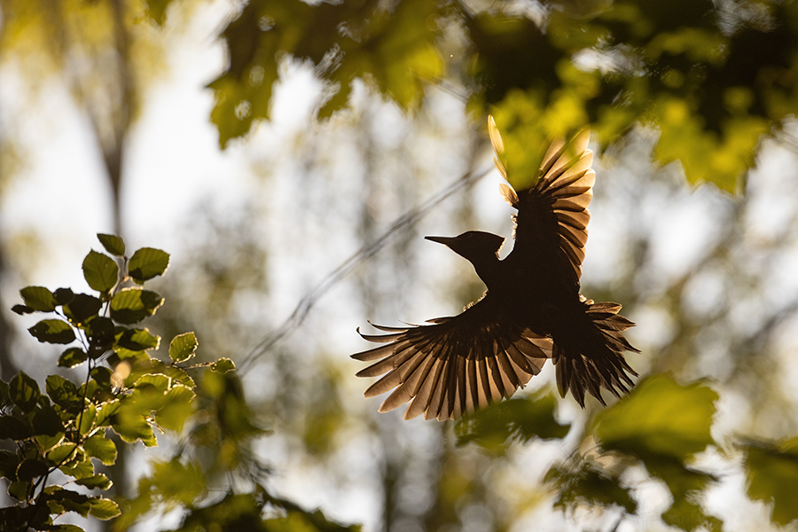 Schwarzspecht, Maennchen, Weibchen, Weibchen füttert Jungvoegel, Maennchen füttert Jungvoegel, Schwarzspechthahn fuettert Jungvoegel, Vogel, Spechte, Dryocopus martius, Echte Spechte, Dryocopus, Jungvogel, Jungvoegel, Schwarzspechthoehle, Rotbuche, Rotbuchen, Muldental, Sachsen, Grimma,Dryocopus martius