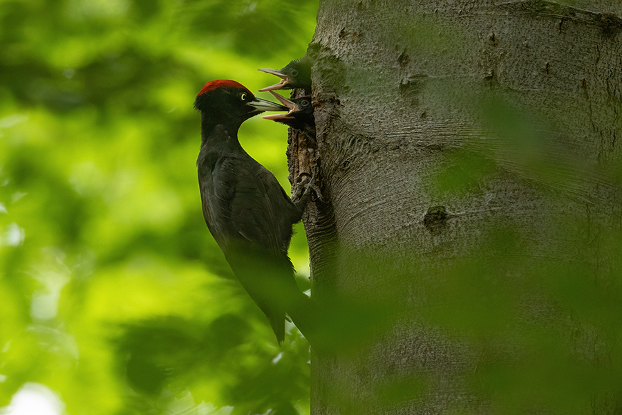 Schwarzspecht, Maennchen, Weibchen, Weibchen füttert Jungvoegel, Maennchen füttert Jungvoegel, Schwarzspechthahn fuettert Jungvoegel, Vogel, Spechte, Dryocopus martius, Echte Spechte, Dryocopus, Jungvogel, Jungvoegel, Schwarzspechthoehle, Rotbuche, Rotbuchen, Muldental, Sachsen, Grimma,Dryocopus martius