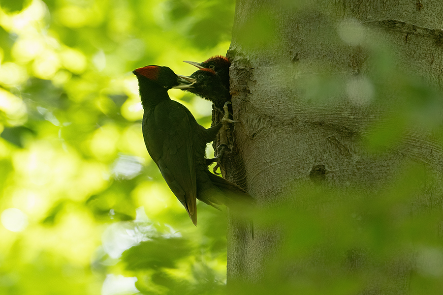 Schwarzspecht, Maennchen, Weibchen, Weibchen füttert Jungvoegel, Maennchen füttert Jungvoegel, Schwarzspechthahn fuettert Jungvoegel, Vogel, Spechte, Dryocopus martius, Echte Spechte, Dryocopus, Jungvogel, Jungvoegel, Schwarzspechthoehle, Rotbuche, Rotbuchen, Muldental, Sachsen, Grimma,Dryocopus martius