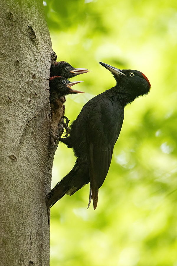 Schwarzspecht, Maennchen, Weibchen, Weibchen füttert Jungvoegel, Maennchen füttert Jungvoegel, Schwarzspechthahn fuettert Jungvoegel, Vogel, Spechte, Dryocopus martius, Echte Spechte, Dryocopus, Jungvogel, Jungvoegel, Schwarzspechthoehle, Rotbuche, Rotbuchen, Muldental, Sachsen, Grimma,Dryocopus martius