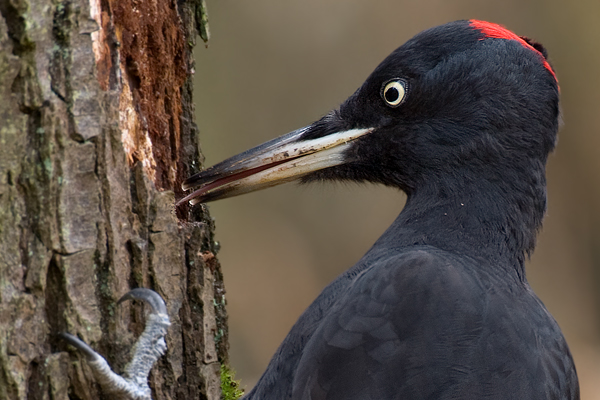 Schwarzspecht - Dryocopus martius -  Weibchen während der Nahrungssuche