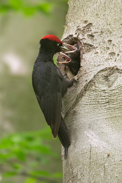 Schwarzspecht, Maennchen, Weibchen, Weibchen füttert Jungvoegel, Maennchen füttert Jungvoegel, Schwarzspechthahn fuettert Jungvoegel, Vogel, Spechte, Dryocopus martius, Echte Spechte, Dryocopus, Jungvogel, Jungvoegel, Schwarzspechthoehle, Rotbuche, Rotbuchen, Muldental, Sachsen, Grimma