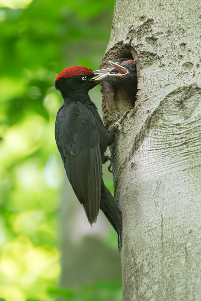 Schwarzspecht, Maennchen, Weibchen, Weibchen füttert Jungvoegel, Maennchen füttert Jungvoegel, Schwarzspechthahn fuettert Jungvoegel, Vogel, Spechte, Dryocopus martius, Echte Spechte, Dryocopus, Jungvogel, Jungvoegel, Schwarzspechthoehle, Rotbuche, Rotbuchen, Muldental, Sachsen, Grimma