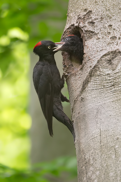 Schwarzspecht, Maennchen, Weibchen, Weibchen füttert Jungvoegel, Maennchen füttert Jungvoegel, Schwarzspechthahn fuettert Jungvoegel, Vogel, Spechte, Dryocopus martius, Echte Spechte, Dryocopus, Jungvogel, Jungvoegel, Schwarzspechthoehle, Rotbuche, Rotbuchen, Muldental, Sachsen, Grimma