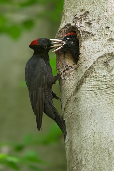 Schwarzspecht, Maennchen, Weibchen, Weibchen füttert Jungvoegel, Maennchen füttert Jungvoegel, Schwarzspechthahn fuettert Jungvoegel, Vogel, Spechte, Dryocopus martius, Echte Spechte, Dryocopus, Jungvogel, Jungvoegel, Schwarzspechthoehle, Rotbuche, Rotbuchen, Muldental, Sachsen, Grimma