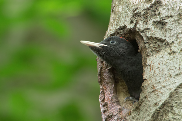 Schwarzspecht, Maennchen, Weibchen, Weibchen füttert Jungvoegel, Maennchen füttert Jungvoegel, Schwarzspechthahn fuettert Jungvoegel, Vogel, Spechte, Dryocopus martius, Echte Spechte, Dryocopus, Jungvogel, Jungvoegel, Schwarzspechthoehle, Rotbuche, Rotbuchen, Muldental, Sachsen, Grimma