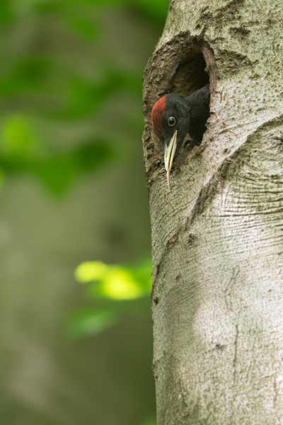 Schwarzspecht, Maennchen, Weibchen, Weibchen füttert Jungvoegel, Maennchen füttert Jungvoegel, Schwarzspechthahn fuettert Jungvoegel, Vogel, Spechte, Dryocopus martius, Echte Spechte, Dryocopus, Jungvogel, Jungvoegel, Schwarzspechthoehle, Rotbuche, Rotbuchen, Muldental, Sachsen, Grimma